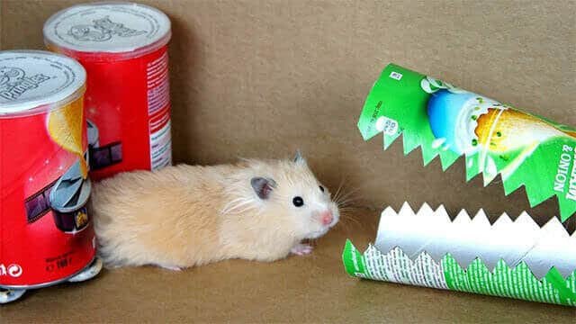 Hamster Obstacle Course