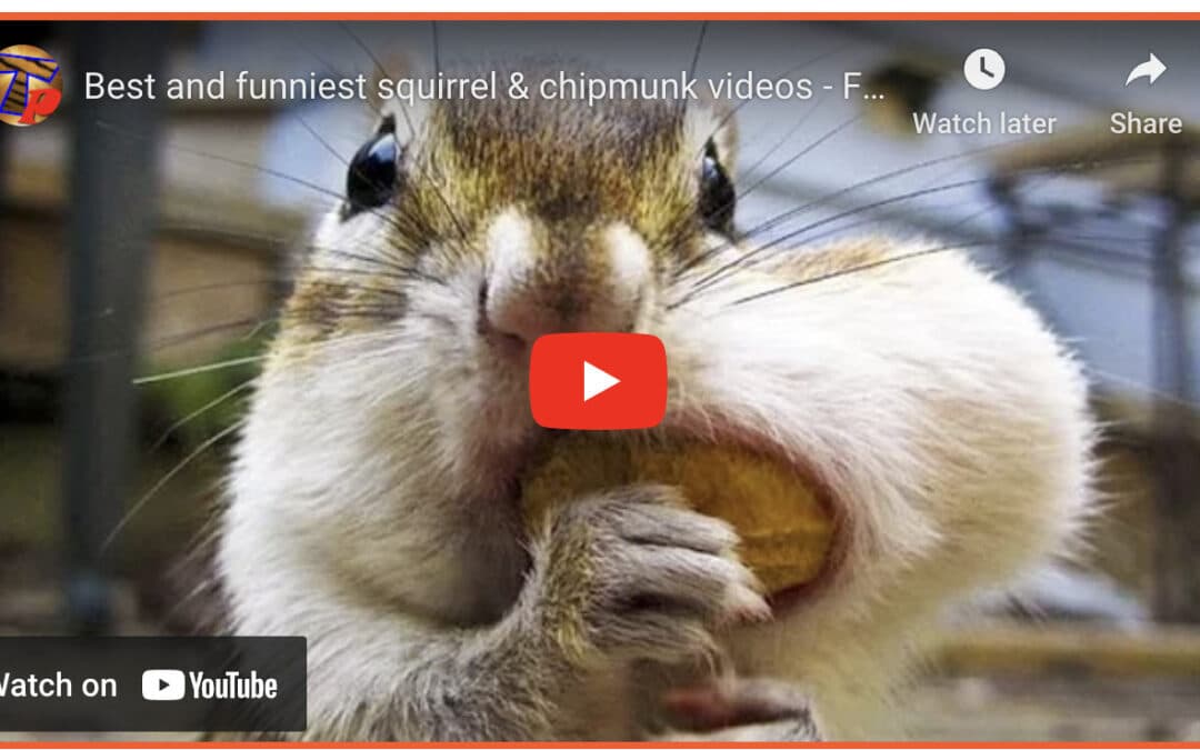 Funny Squirrel Montage