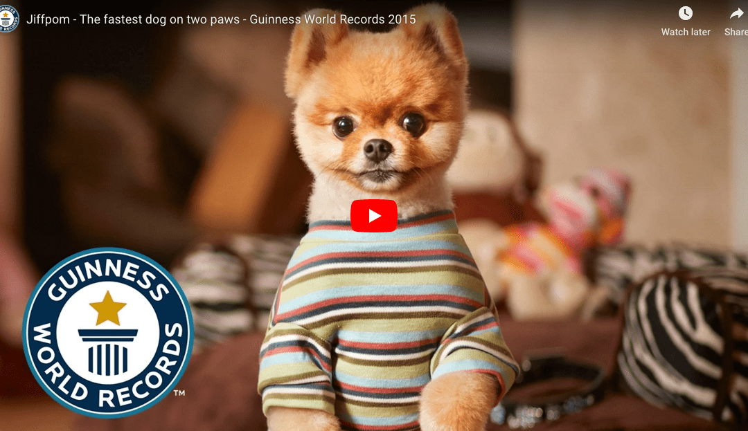 Fastest Dog On Two Paws