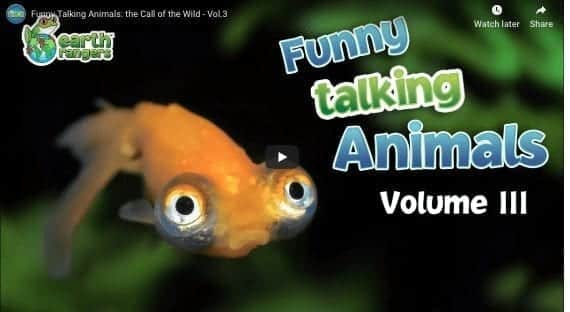 Funny Talking Animals #3