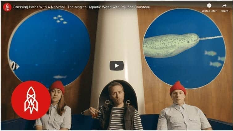 Narwhal – Unicorn Of The Sea