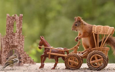 Magical Squirrel Moments Caught On Camera