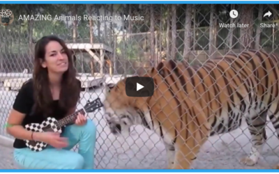 Amazing Animals Reacting To Music