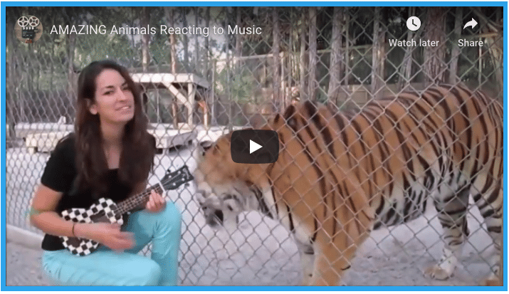 Amazing Animals Reacting To Music