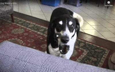 Talking Dog Wants A Kitten