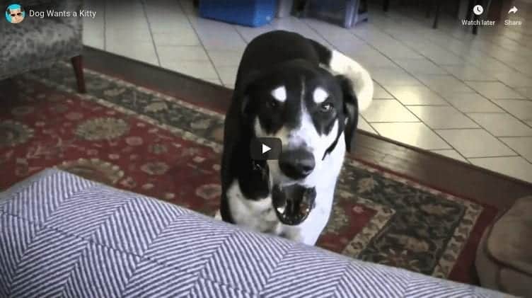 Talking Dog Wants A Kitten