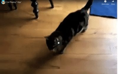 Talking Cat Plays Eye Spy