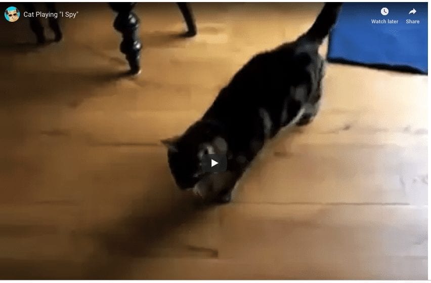 Talking Cat Plays Eye Spy