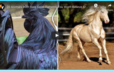 Animals With Cool Color Patterns