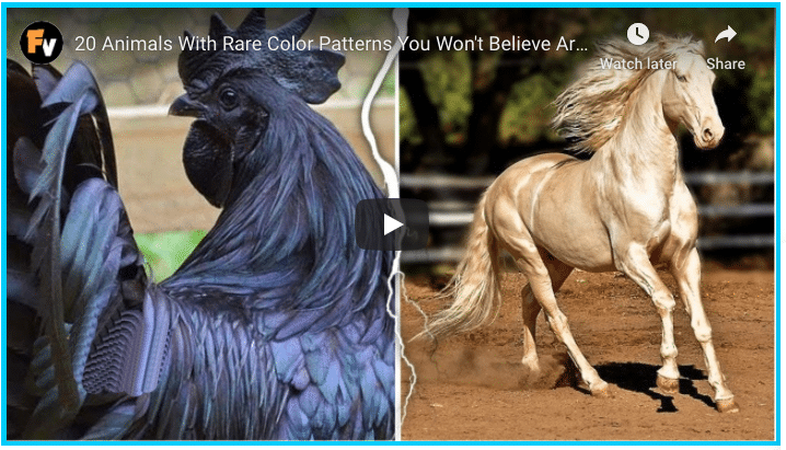 Animals With Cool Color Patterns