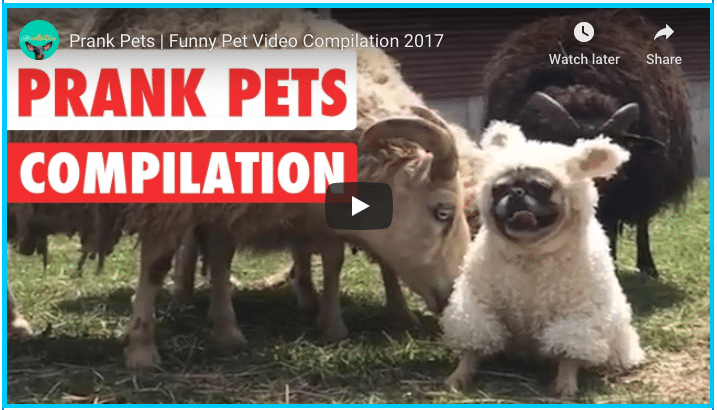 Animals Pranking Animals