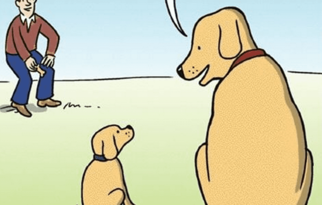 Funny Dog Comics