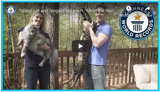 World Record Cats