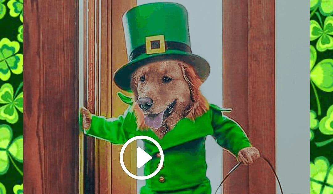Magical Leprechaun Dog