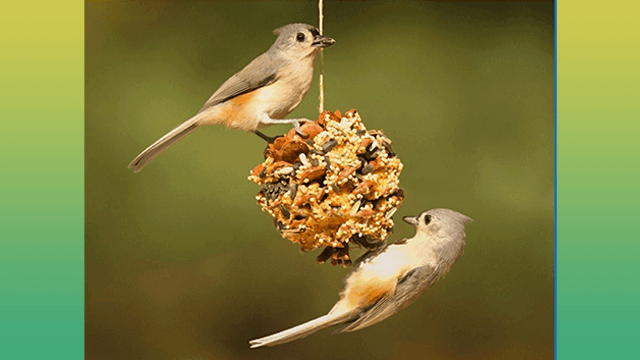 DIY Pinecone Bird Feeder