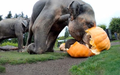 Elephants SMASH Giant Pumpkins! 🐘