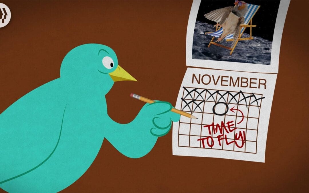 Where Do Birds Go In The Winter?