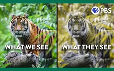 All About Camouflage