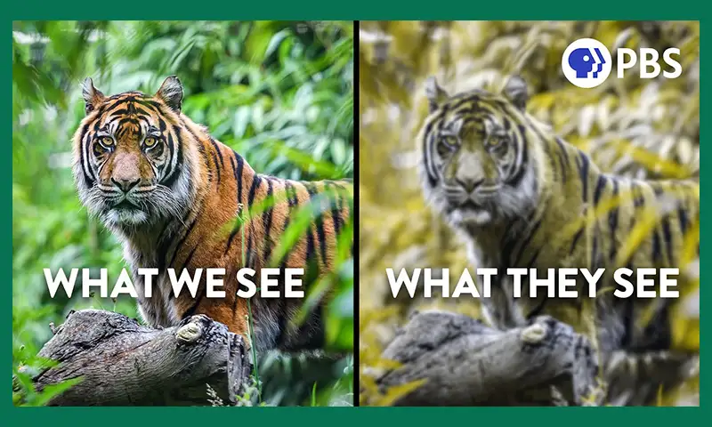 All About Camouflage